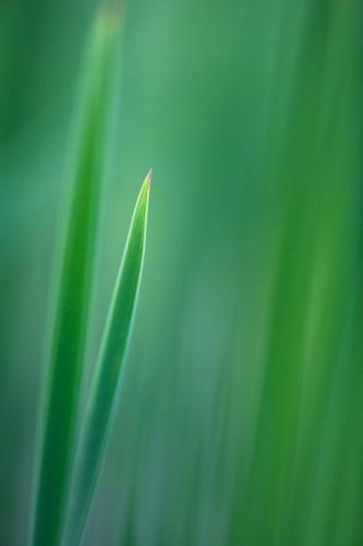 plant;Botanical;flora;botany;Vegetation;Green;Botanicals;Abstract;greenery;Shapes;shrub;Textures;Abstractions;plants;herb;Patterns;herbage