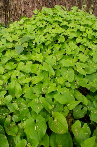 Brown;Forest;Green;Plants;Tan;Trees;Woodland