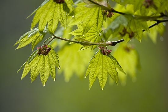 Plant;Trunk;Bark;Leafy;Branches;Branch;Woodland;Herbaceous;Shrub;Bush;Trees;Tree Trunk;Leaf;Leaves;Foliage;Vein;Wood;Woods;Timber;Timberland;Forest;Ancient;Rainforest;Nature;Natural;outdoors;Ferns;Roots;Log;Nursery