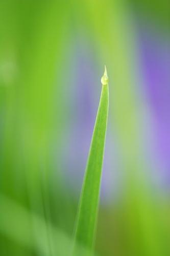 moisture;wet;Botanical;Abstract;Botanicals;Patterns;Thompsons Station;Dew;dewy;herb;Textures;shrub;Abstractions;plants;herbage;Shapes;damp;drop;droplet;Water;Vegetation;greenery;Williamson County;plant;flora;botany;Tennessee