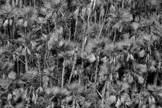 Abstract;Abstractions;Bark;Black and White;Branch;Branches;Everglades National Park;Florida;Herbaceous;Homestead;Palmetto;Patterns;Plant;Shapes;Textures;Tree;Tree Trunk;Trees;Trunk Black and White