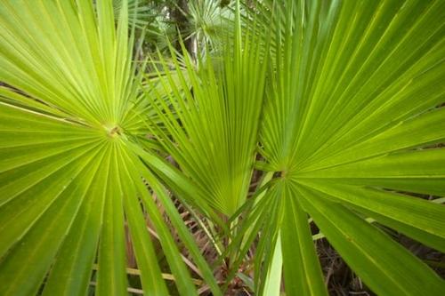 botany;Everglades National Park;Greenery;herb;Plant;United States;Florida;flora;Homestead;Leaf;Green;greenery;shrub;Leaves;plant;Palmetto;branches;Botanical;Brown;Palm;branch;Foliage;Plants;Botanicals;herbage;plants;Vegetation