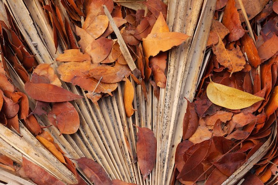 Botanical;Botanicals;botany;Brown;Everglades National Park;flora;Florida;Foliage;greenery;herb;herbage;Homestead;Leaf;Leafy;Leaves;Palm;Palmetto;plant;plants;shrub;United States;Vegetation;Vein