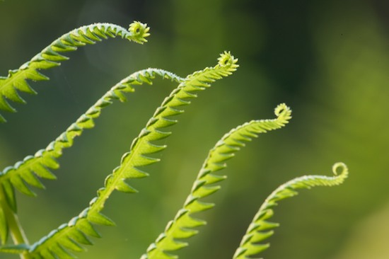 Abstract;Abstractions;Botanical;Botanicals;botany;Everglades National Park;Fern;Ferns;flora;Florida;Green;greenery;herb;herbage;Homestead;Patterns;plant;plants;Shapes;shrub;Textures;Vegetation