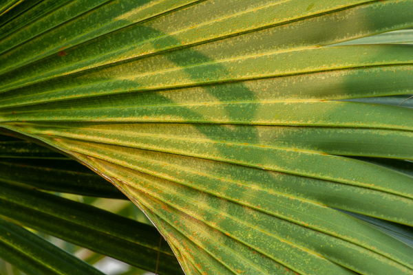 Abstract;Abstraction;Botanical;Botanicals;Calm;Close-up;Everglades National Park;Flora;Florida;Flowers;Flowers & Plants;Healing;Health care;Healthcare;Herb;Homestead;Leaf;Line;Macro;Nature;Palmetto;Pastoral;Plant;Shrub;Sunlight;Sunshine;United States;Wabi Sabi;botanicals;botany;flora;foliage;green;greenery;herbage;leaves;oneness;palm;pattern;peaceful;plant;plants;restful;serene;soothing;sunlit;texture;tranquil;vegetation;zen