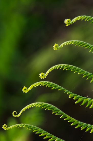 Abstract;Abstractions;botanical;botanicals;botany;Everglades National Park;Fern;Ferns;flora;Florida;Green;greenery;herb;herbage;Homestead;Patterns;plant;plants;Shapes;shrub;Textures;vegetation
