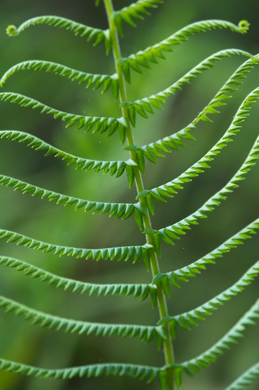 Abstract;Abstractions;botanical;botanicals;botany;Everglades National Park;Fern;Ferns;flora;Florida;Green;greenery;herb;herbage;Homestead;Patterns;plant;plants;Shapes;shrub;Textures;vegetation