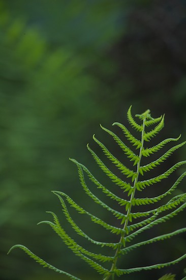 Abstract;Abstractions;Botanical;Botanicals;botany;Everglades National Park;Fern;Ferns;flora;Florida;Green;greenery;herb;herbage;Homestead;Patterns;plant;plants;Shapes;shrub;Textures;Vegetation