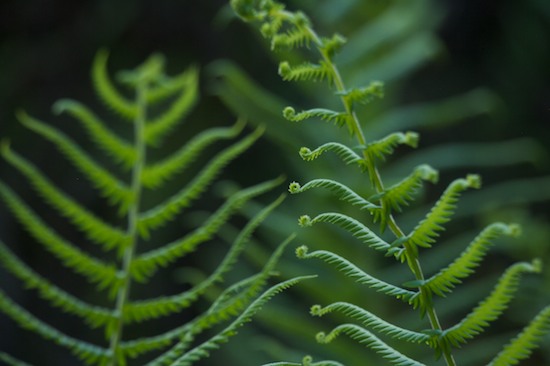 Abstract;Abstractions;Botanical;Botanicals;botany;Everglades National Park;Fern;Ferns;flora;Florida;Green;greenery;herb;herbage;Homestead;Patterns;plant;plants;Shapes;shrub;Textures;Vegetation