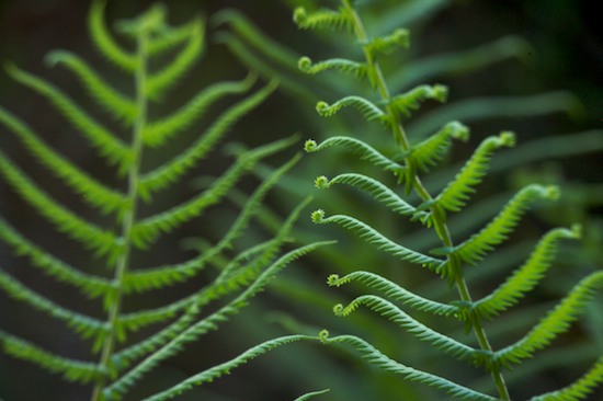 Abstract;Abstractions;Botanical;Botanicals;botany;Everglades National Park;Fern;Ferns;flora;Florida;Green;greenery;herb;herbage;Homestead;Patterns;plant;plants;Shapes;shrub;Textures;Vegetation