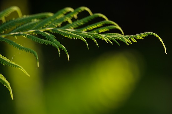 Abstract;Abstractions;Botanical;Botanicals;botany;Everglades National Park;Fern;Ferns;flora;Florida;Green;greenery;herb;herbage;Homestead;Patterns;plant;plants;Shapes;shrub;Textures;Vegetation