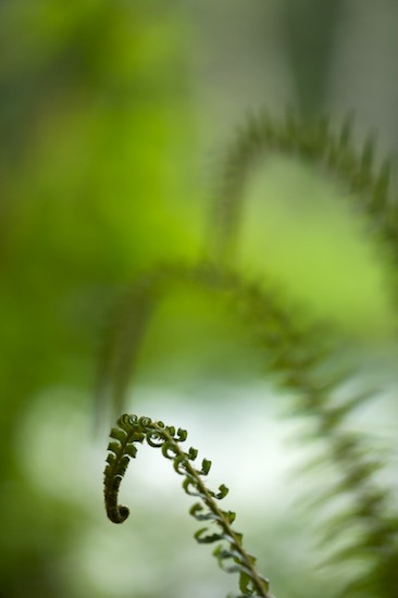 Abstract;botanical;botanicals;botany;Ferns;flora;Forest;Green;greenery;herb;herbage;Hoh Rainforest;Olympic National Park;plant;plants;Plants;shrub;vegetation;Washington