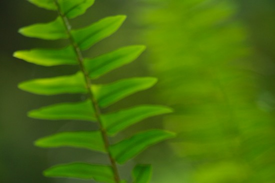 Abstract;Abstractions;Botanical;Botanicals;botany;Everglades National Park;Fern;Ferns;flora;Florida;Green;greenery;herb;herbage;Homestead;Patterns;plant;plants;Shapes;shrub;Textures;Vegetation