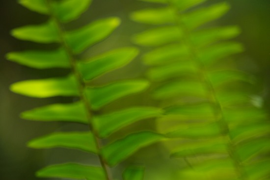 Abstract;Abstractions;Botanical;Botanicals;botany;Everglades National Park;Fern;Ferns;flora;Florida;Green;greenery;herb;herbage;Homestead;Patterns;plant;plants;Shapes;shrub;Textures;Vegetation