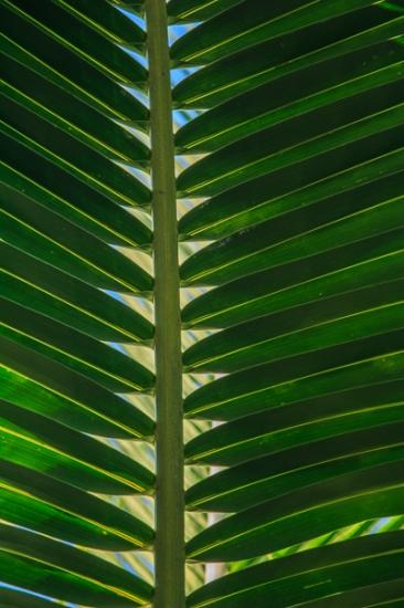 Abstract;Abstraction;Blue;Botanical;Calm;Close-up;Florida;Flowers & Plants;Healing;Health care;Healthcare;Leaf;Line;Macro;Minimalism;Nature;Palmetto;Pastoral;Sanibel Captiva Island;Sunlight;Wabi Sabi;Yellow;botanicals;foliage;green;leaves;oneness;pattern;peaceful;plant;plants;restful;serene;soothing;sunlit;texture;tranquil;vegetation;zen