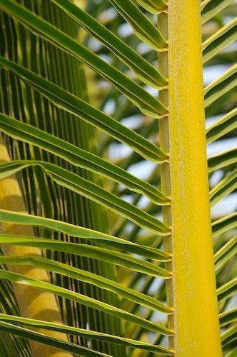 Abstract;Abstractions;botanical;botanicals;botany;flora;Florida;greenery;herb;herbage;Palm;Palmetto;Patterns;plant;plants;Sanibel Captiva Island;Shapes;shrub;Textures;vegetation;Tropical;Yellow;Green