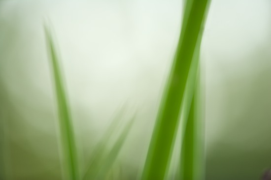 Abstract;Abstractions;botanical;botanicals;botany;flora;Grass;Green;greenery;herb;herbage;Patterns;plant;plants;Shapes;shrub;Soft Focus;Textures;vegetation