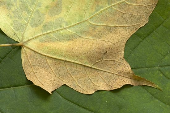 Leaf;Leaves;Foliage;Vein;Textures;Shapes;Patterns;Abstractions;Abstract;Plant;Trunk;Bark;Leafy;Branches;Branch;Woodland;Herbaceous;Shrub;Bush;Trees;Tree Trunk