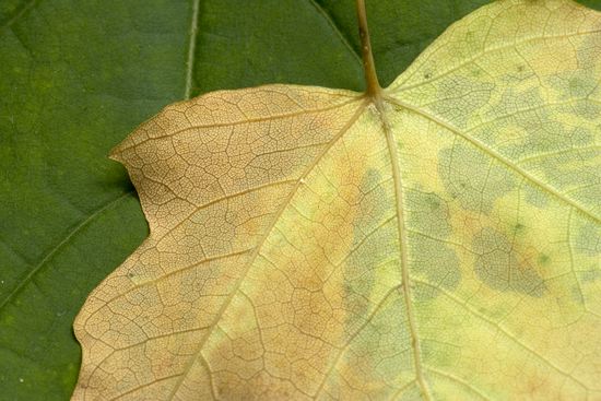 Leaf;Leaves;Foliage;Vein;Textures;Shapes;Patterns;Abstractions;Abstract;Plant;Trunk;Bark;Leafy;Branches;Branch;Woodland;Herbaceous;Shrub;Bush;Trees;Tree Trunk