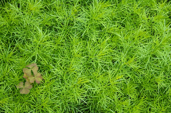 Abstract;Abstractions;Botanical;Botanicals;botany;flora;Foliage;Green;greenery;herb;herbage;Leaf;Leafy;Leaves;New York;Patterns;plant;plants;Shapes;shrub;Textures;Vegetation;Vein