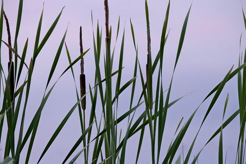 Tennessee;Brownsville;Hatchie National Wildlife Refuge;Textures;Shapes;Patterns;Abstractions;Abstract;Contour;Shadow;Shape;Form;Profile;Outline;Silhouette;Evening;Dusk;Nightfall;Sundown;Sunset;Lake;Water;Pond;Pool;Reservoir;Lagoon