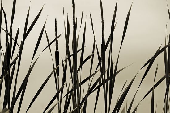 Tennessee;Brownsville;Hatchie National Wildlife Refuge;Textures;Shapes;Patterns;Abstractions;Abstract;Contour;Shadow;Shape;Form;Profile;Outline;Silhouette;Evening;Dusk;Nightfall;Sundown;Sunset;Lake;Water;Pond;Pool;Reservoir;Lagoon