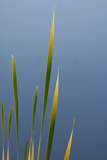 Tennessee;Brownsville;Hatchie National Wildlife Refuge;Textures;Shapes;Patterns;Abstractions;Abstract;Leaf;Leaves;Leafy;Foliage;Vein;botanical;plant;plants;botanicals;botany;vegetation;greenery;flora;herbage;herb;shrub