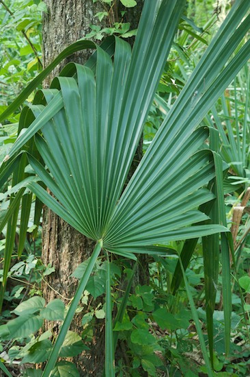 Abstract;Abstractions;Bog;Botanical;Botanicals;botany;flora;greenery;herb;herbage;Marsh;Mire;Msrap;Muskeg;Patterns;plant;plants;Shapes;shrub;Swamp;Swamps;Textures;Vegetation