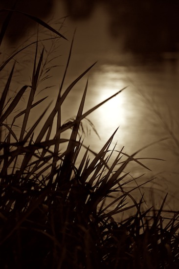 Abstract;Abstractions;Black and White;Bog;Botanical;Botanicals;botany;Break of Day;Cattails;Dawn;Daybreak;First Light;flora;greenery;herb;herbage;Lagoon;Lake;Marsh;Mire;Morning;Msrap;Muskeg;Patterns;plant;plants;Pond;Pool;Reservoir;Sepia;Shapes;shrub;Sun-up;Sunrise;Swamp;Swamps;Textures;Vegetation;Water