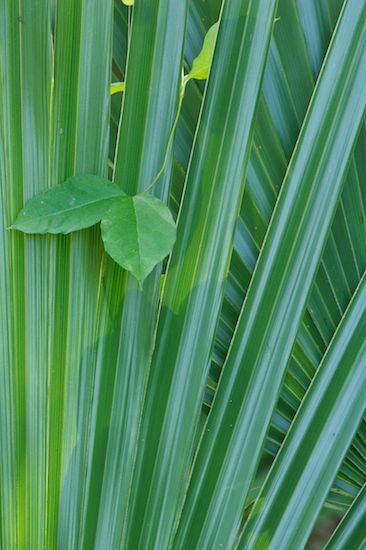 plants;Abstract;greenery;Textures;botany;herbage;herb;Botanical;flora;Msrap;Shapes;plant;shrub;Vegetation;Green;Abstractions;Botanicals;Patterns