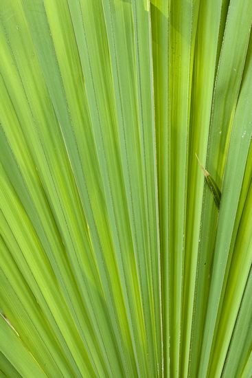 Louisiana;Talleula;Tensas River National Wildlife Refuge;Textures;Shapes;Patterns;Abstractions;Abstract;botanical;plant;plants;botanicals;botany;vegetation;greenery;flora;herbage;herb;shrub