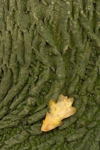 Trunk;Foliage;Leafy;Abstract;Plant;Branch;Patterns;Vein;Bush;Leaf;bark;Trees;Msrap;Shapes;Leaves;Gold;Green;Tan;Herbaceous;Yellow;Abstractions;Textures;Woodland;Branches;Tree Trunk;Shrub