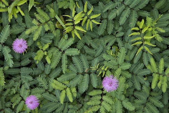 Louisiana;St. Francesville;Cat Island National Wildlife Refuge;Textures;Shapes;Patterns;Abstractions;Abstract;Floret;Floweret;Stamen;Pistel;Petals;Petal;Blossoms;Blossom;Bloom;Flowers;Flower;botanical;plant;plants;botanicals;botany;vegetation;greenery;flora;herbage;herb;shrub;Leaf;Leaves;Leafy;Foliage;Vein