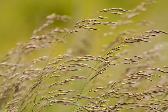 Abstract;Abstractions;Botanical;Botanicals;botany;flora;Grass;Green;greenery;herb;herbage;Patterns;plant;plants;Shapes;shrub;Textures;Vegetation