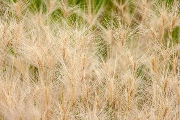 Abstract;Abstractions;botanical;botanicals;botany;Canton;Emiquon Preserve;flora;Grass;Grasses;Green;greenery;Illinois;Patterns;plant;plants;Seed Head;Shapes;Tan;Textures;vegetation