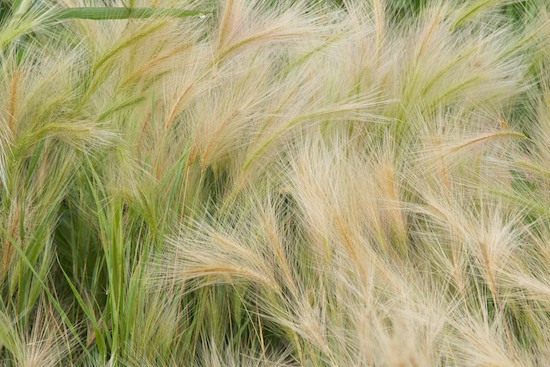 Abstract;Abstractions;botanical;botanicals;botany;Canton;Emiquon Preserve;flora;Grass;Grasses;Green;greenery;Illinois;Patterns;plant;plants;Seed Head;Shapes;Tan;Textures;vegetation