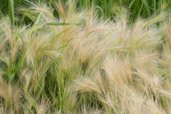 Abstract;Abstractions;botanical;botanicals;botany;Canton;Emiquon Preserve;flora;Grass;Grasses;Green;greenery;Illinois;Patterns;plant;plants;Seed Head;Shapes;Tan;Textures;vegetation