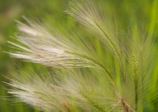 Abstract;Abstractions;botanical;botanicals;botany;Canton;Emiquon Preserve;flora;Grass;Grasses;Green;greenery;Illinois;Patterns;plant;plants;Seed Head;Shapes;Tan;Textures;vegetation