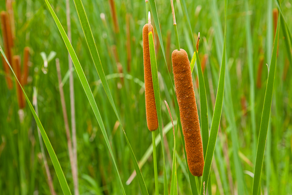 Brown;Cattails;Illinois;Leaf;Merwin Preserve at Spunky Bottoms;Mount Sterling;Plant;Tan;United States;Warm Colors;Warm Palette;Warm Tones;color;flora;green;greenery;leaves;plants;vegetation