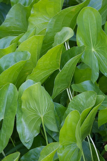 Botanical;Compound;Foliage;Leaf;Leaflet;Leaves;Plants;Tennessee;Vegetation;Veins