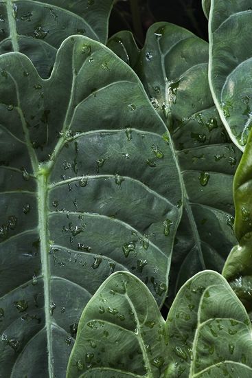 botanical;plant;plants;botanicals;botany;vegetation;greenery;flora;herbage;herb;shrub;Textures;Shapes;Patterns;Abstractions;Abstract;Water;droplets