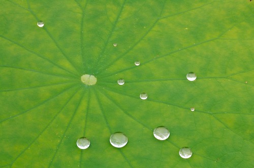 Abstract;Abstractions;botanical;botanicals;botany;flora;Foliage;Green;greenery;herb;herbage;Leaf;Leafy;Leaves;Patterns;plant;plants;Shapes;shrub;Textures;vegetation;Vein