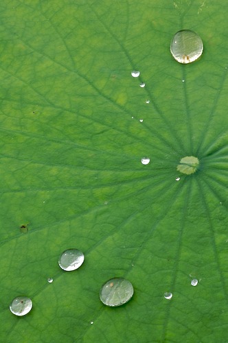 Abstract;Abstractions;botanical;botanicals;botany;Damp;Dew;Dewy;Drop;Droplet;flora;Foliage;Green;greenery;herb;herbage;Leaf;Leafy;Leaves;Moisture;Patterns;plant;plants;Rain;Shapes;shrub;Textures;vegetation;Vein;Water;Wet