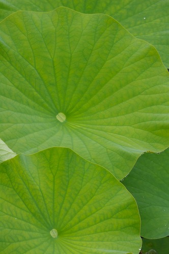 Abstract;Abstractions;botanical;botanicals;botany;flora;Foliage;Green;greenery;herb;herbage;Leaf;Leafy;Leaves;Patterns;plant;plants;Shapes;shrub;Textures;vegetation;Vein