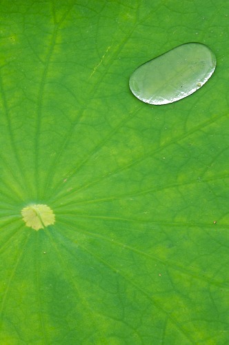 Abstract;Abstractions;botanical;botanicals;botany;Damp;Dew;Dewy;Drop;Droplet;flora;Foliage;Green;greenery;herb;herbage;Leaf;Leafy;Leaves;Moisture;Patterns;plant;plants;Rain;Shapes;shrub;Textures;vegetation;Vein;Water;Wet