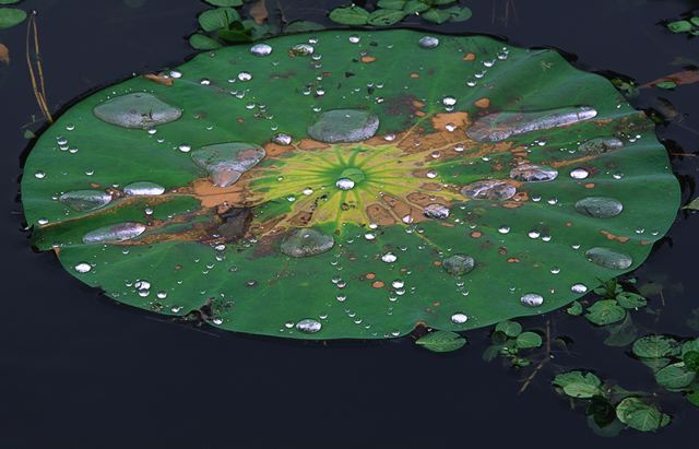 Abstract;Abstractions;Patterns;Shapes;Textures;Plant