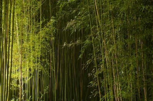Leaves;Botanical;oriental;Greenery;Plant;Foliage;Sunlit;Bamboo;Plants;Sunlight;Botanicals;Green;Forest;Tan;zen;Garden;Japanese Garden