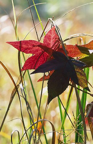 Plant;Fall Scenes;Forest;Leaf;Leaves;Nature;Trees;Autumn;Abstract;Abstractions;Patterns;Shapes;Textures