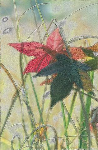 Plant;Fall Scenes;Forest;Leaf;Leaves;Nature;Trees;Autumn;Abstract;Abstractions;Patterns;Shapes;Textures