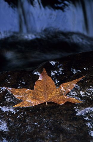 Plants;Botanical;Leaf;Leaves;Vegetation;Foliage;Veins;Compound;Leaflet;Cliff;Rock Face;Sheer;Steep;Waterfall;Stream;Water;Flowing;Pouring;Cool;Wet;Flow;Cascade;Cascading;Spray;Cataract;Falls;Chute;Falling;Spilling;Abstract;Abstractions;Patterns;Shapes;Textures;Creek;Brook;Rivulet;Tributary;Gush;Streamlet;Torrent;White Water;Rapids;Bubbling;River